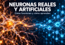 Neuronas reales y artificiales: cómo funcionan y cómo aprenden